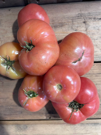 Tomato, Beefsteak