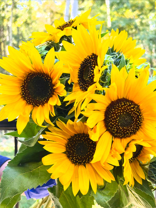 Sunflower Bunch
