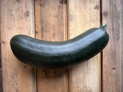 Zucchini, Extra Large for Baking or Relish