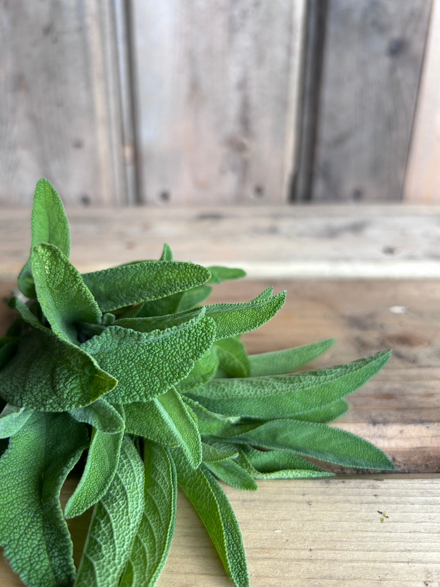 Sage