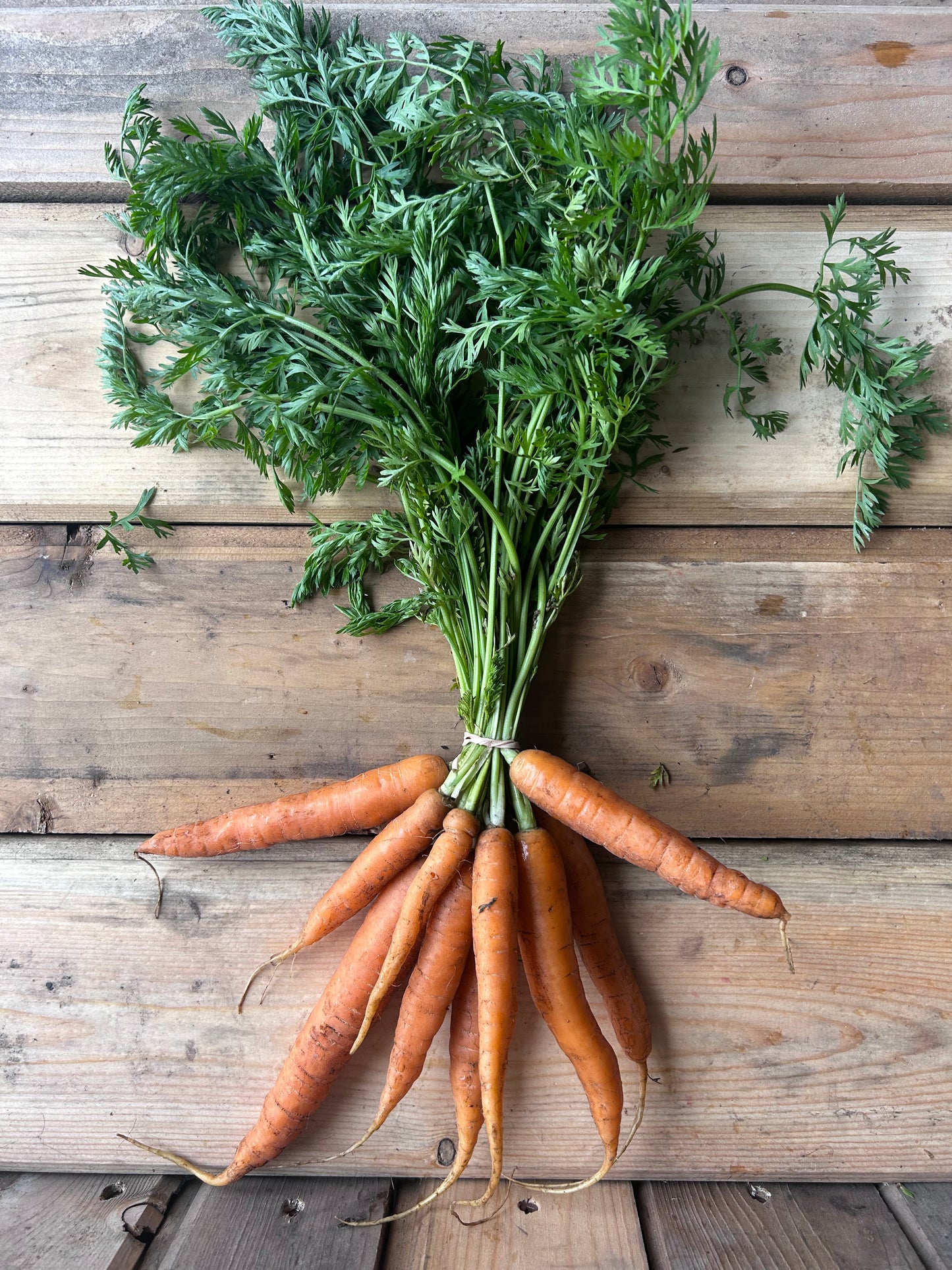 Carrots, Bunch