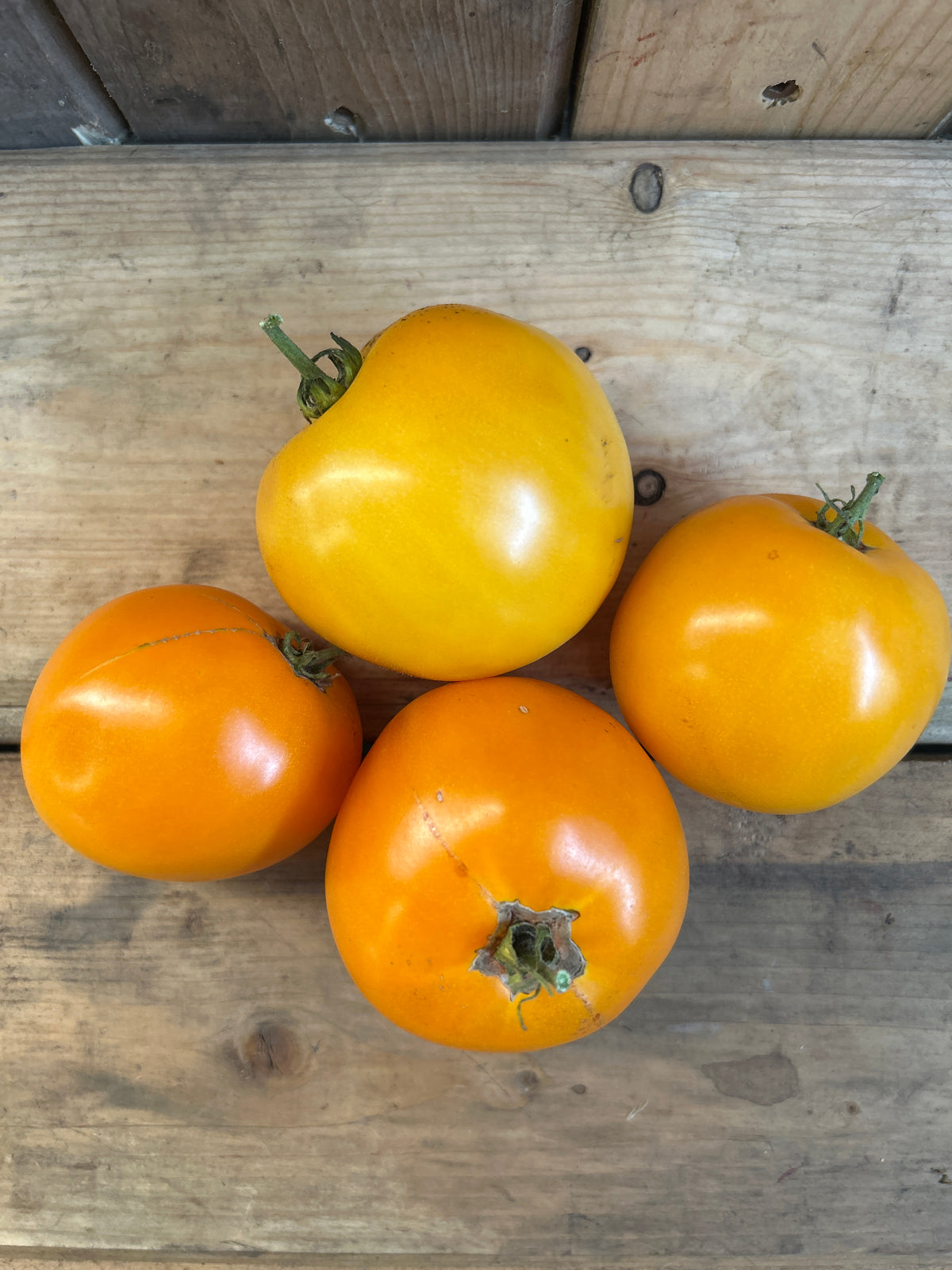 Tomato-Lemon Boy