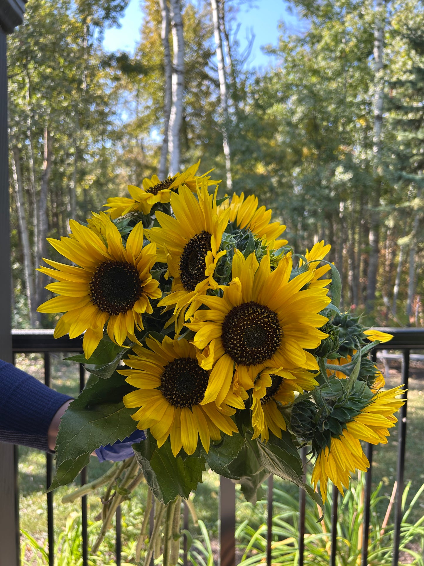 Sunflower Bunch