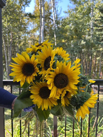 Sunflower Bunch