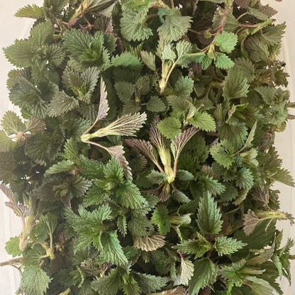 Wild Forage - Fresh Stinging Nettle