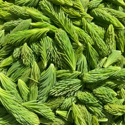 Wild Forage - Spruce Tips
